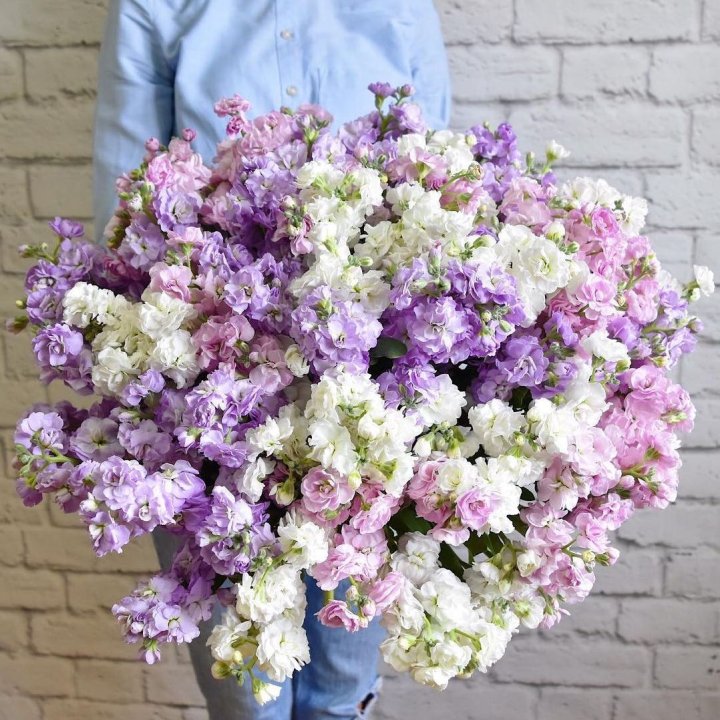 Облако маттиол в Казани