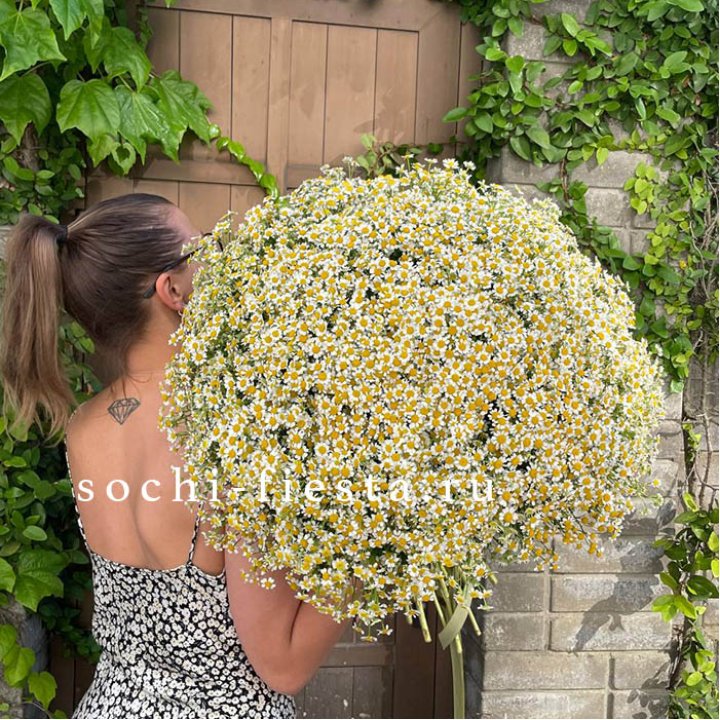 101 ромашка в Казани