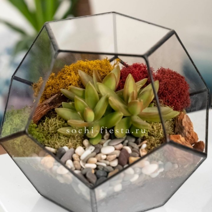 Флорариум “Додекаэдр” с суккулентом Седум в Казани
