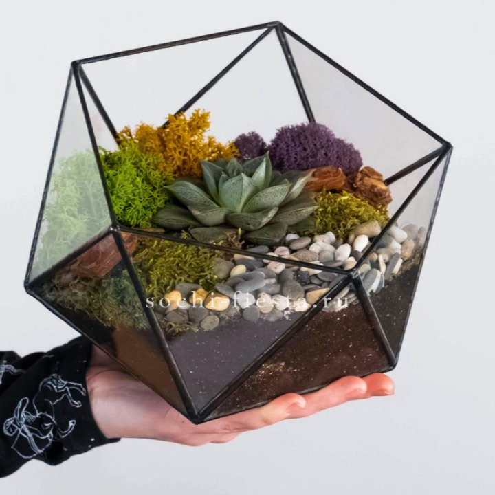 Флорариум “Икосаэдр” с суккулентом Каменная Роза в Казани