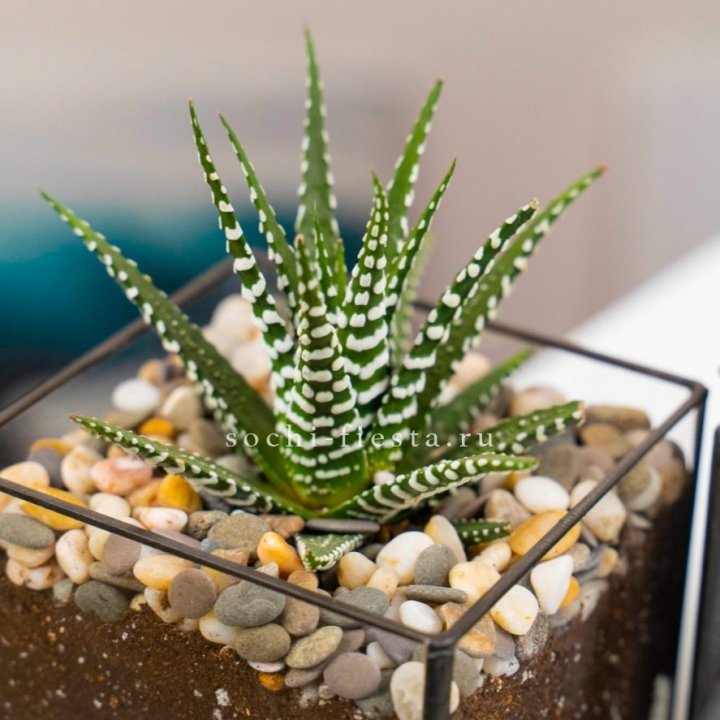Флорариум Кубик с суккулентом Хавортия в Казани