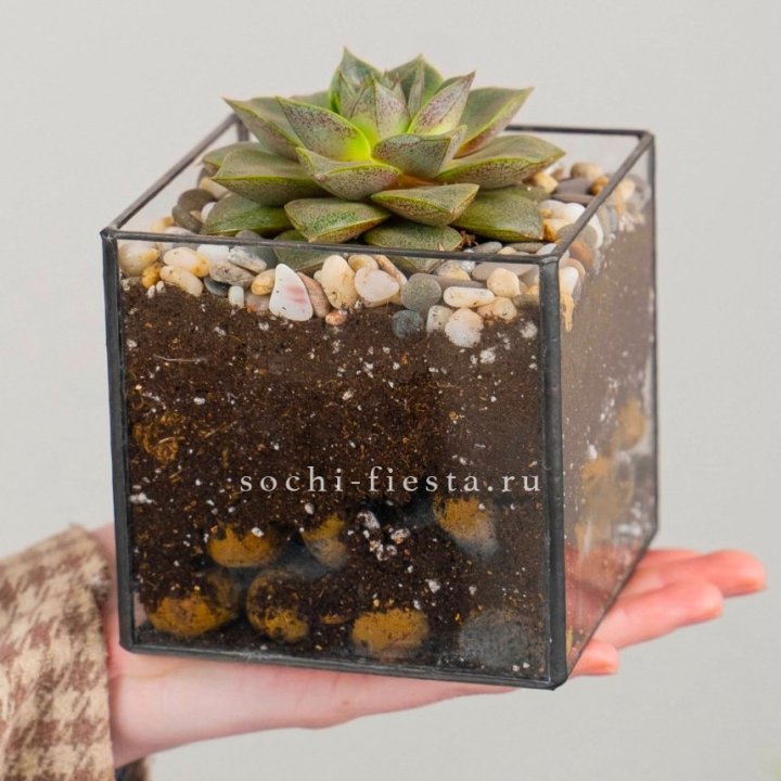 Флорариум Кубик с суккулентом Каменная роза в Казани