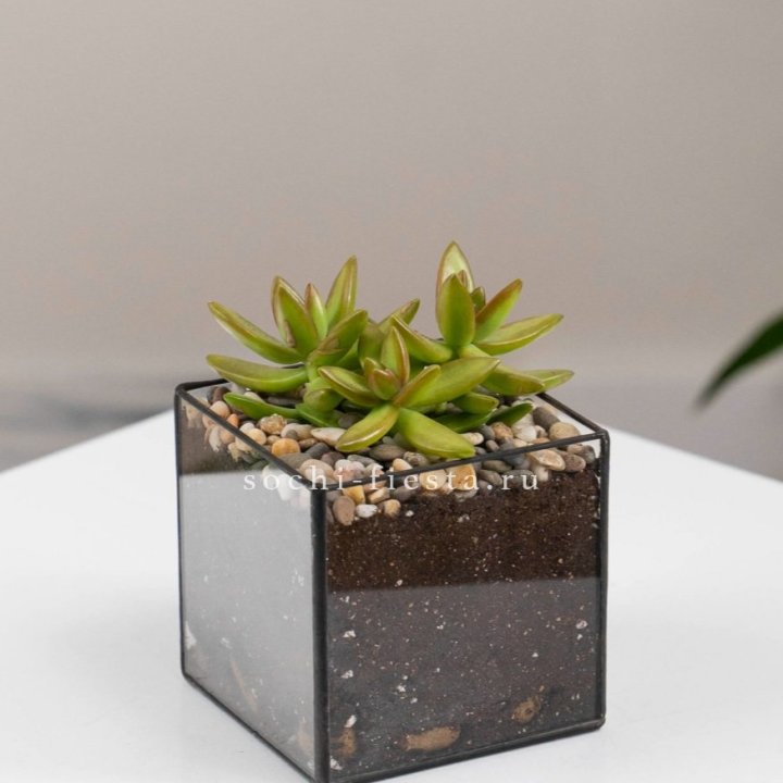Флорариум Кубик с суккулентом Седум в Казани