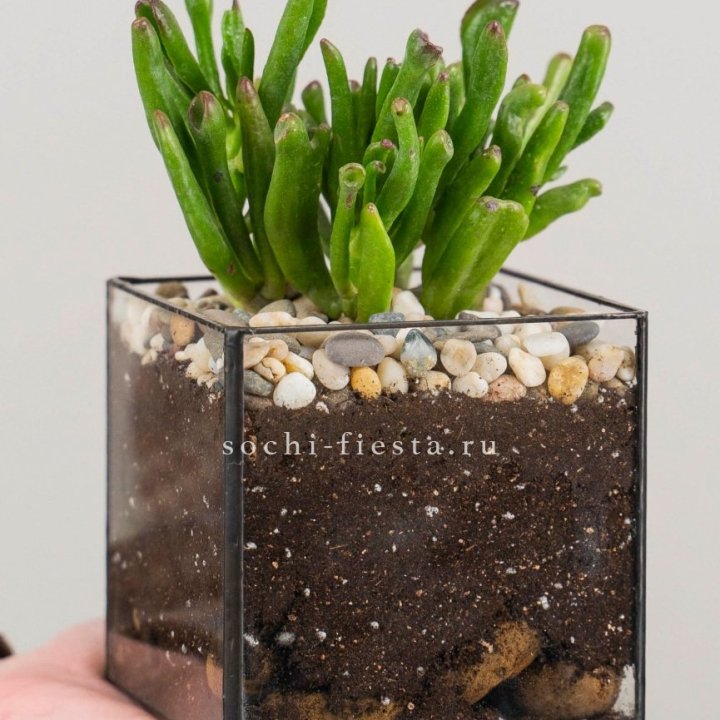 Флорариум Кубик с суккулентом Хоббит в Казани