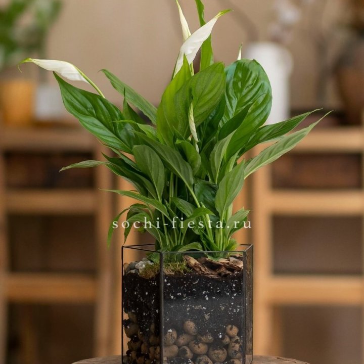 Спатифиллум в кашпо Пятиугольник в Казани