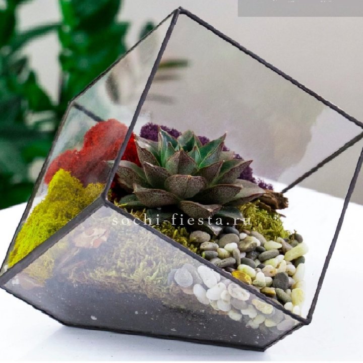Флорариум Куб усеченный с суккулентом Каменная роза в Казани