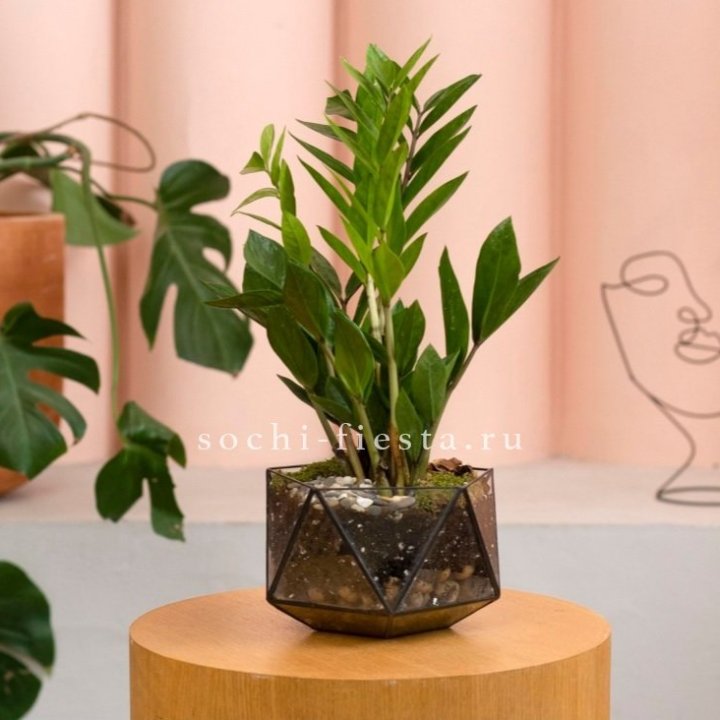 Замиокулькас в кашпо Икосаедр в Казани