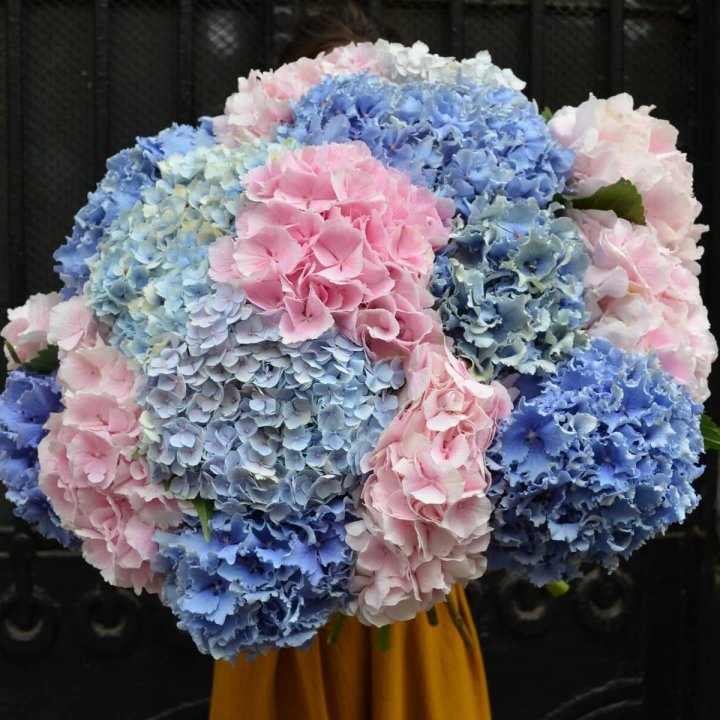 Букет гортензий "Фонтан" в Казани