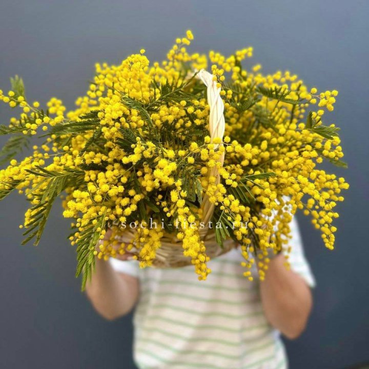 Весенняя корзина мимозы в Казани