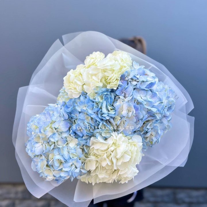 5 бело-голубых гортензий в Казани