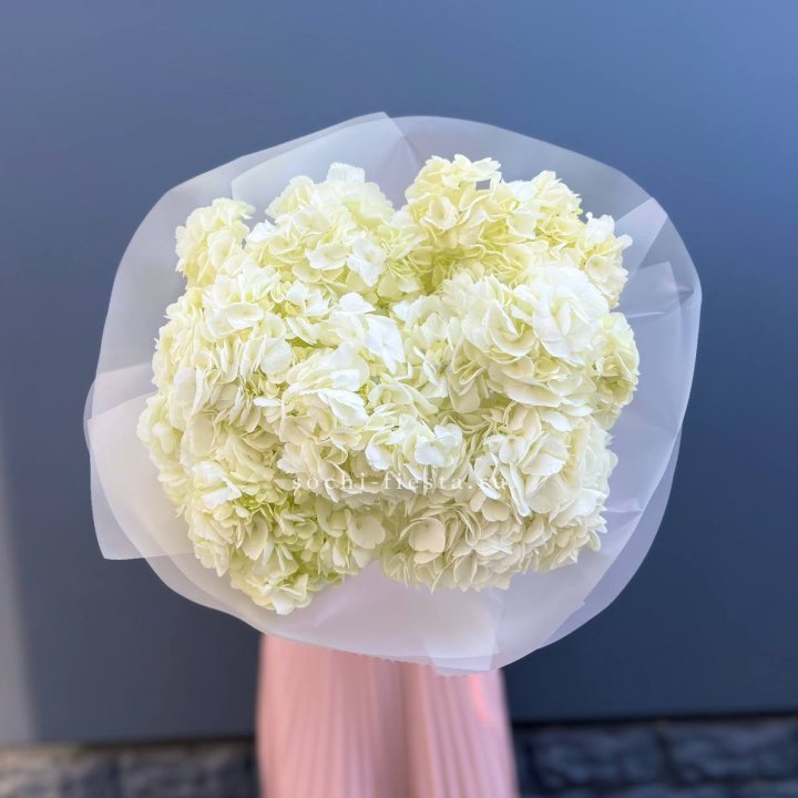 7 белых гортензий в Казани