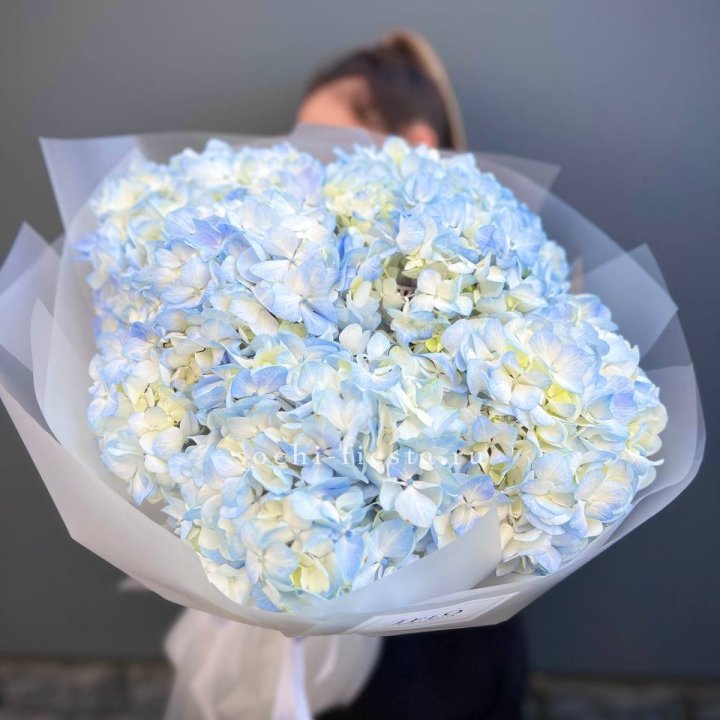 5 голубых гортензий в Казани