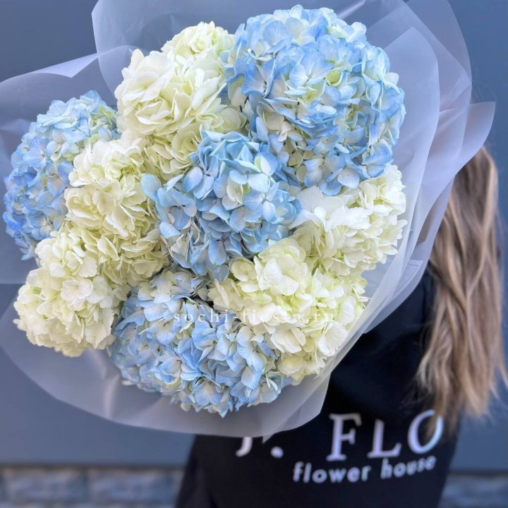 9 бело-голубых гортензий в Казани