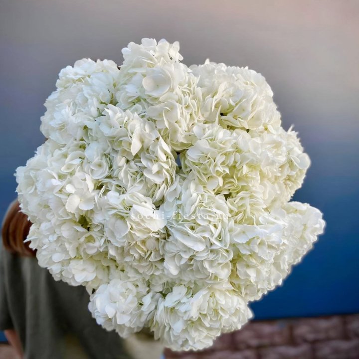 Охапка белой гортензии в Казани