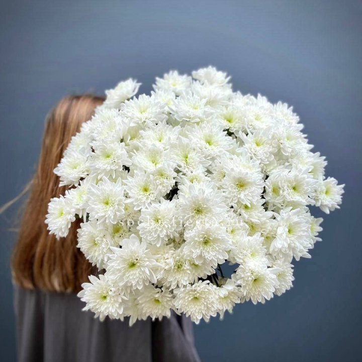 Охапка Хризантемы кустовой в Казани