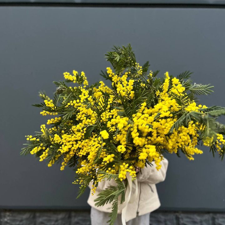 Охопка мимозы в Казани