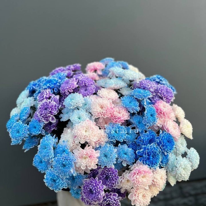 25 цветных хризантем в Казани