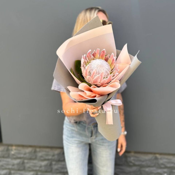 Протея мини  в Казани