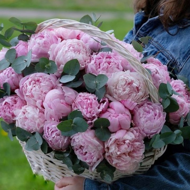 51 пион в корзине в Казани