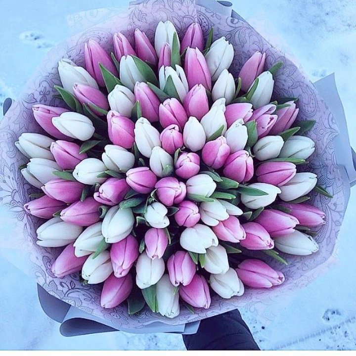 101 тюльпан "Лолипоп" в Казани